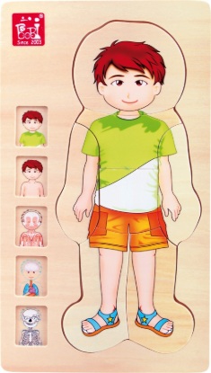 Picture of Puzzle. Boys' Anatomy