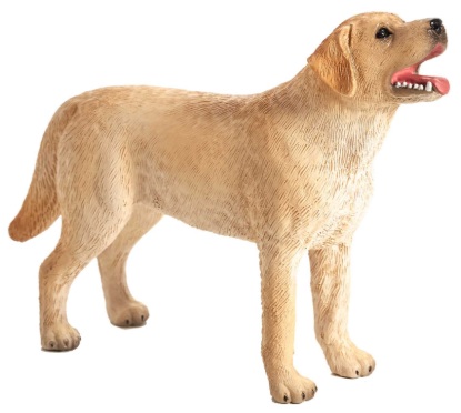 Billede af Mojo - Labrador hund