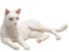 Bild von Mojo- Weiße liegende Katze