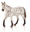 Billede af Mojo - Appaloosa Hingst