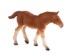 Billede af Mojo. Suffolk Foal