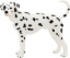 Picture of Mojo Dalmatiner hund