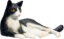Picture of Liggende sort/hvid kat