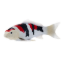 Bild von Mojo Koi-Karpfen, dreifarbig