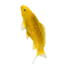 Billede af Mojo Koi karpe, Guld