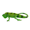 Billede af Mojo Leguan